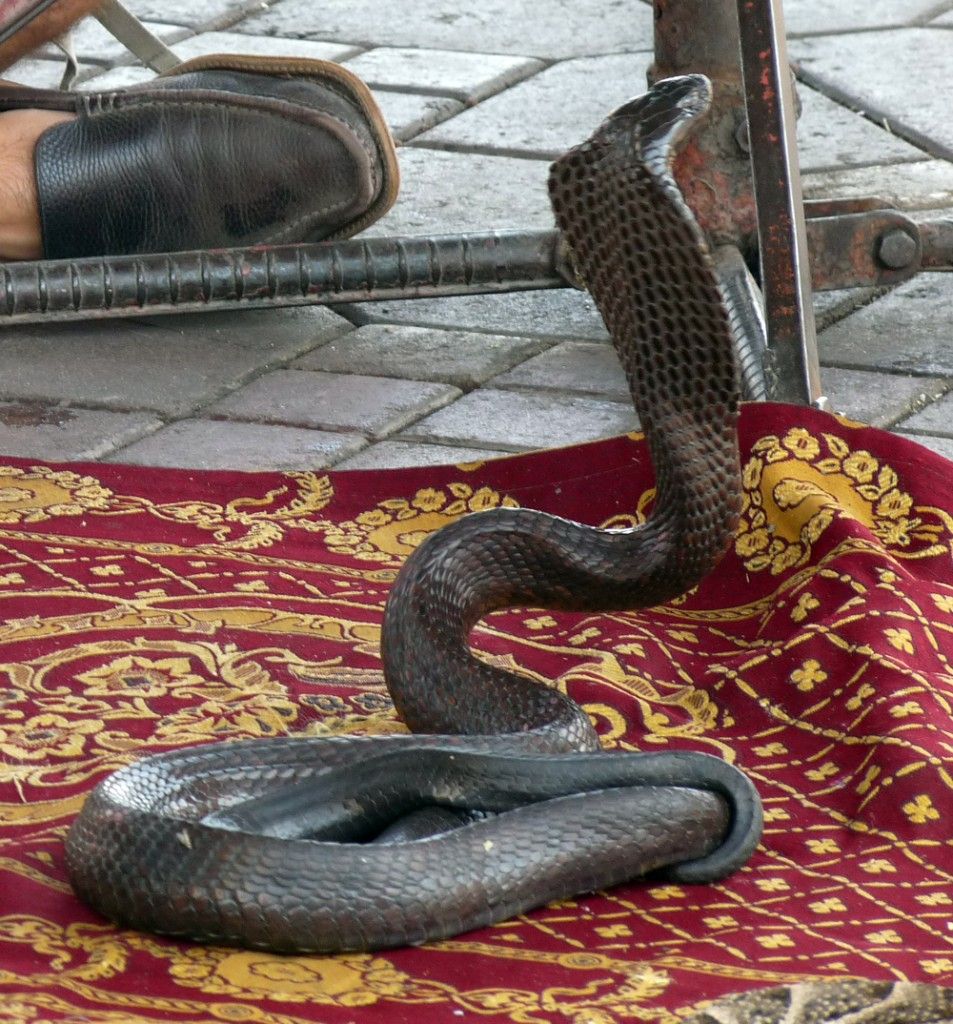 Serpiente "encantada" en Marrakech