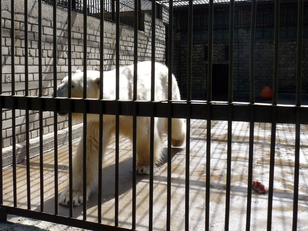 El oso polar pasando calor en la jaula del zoo de Tallin